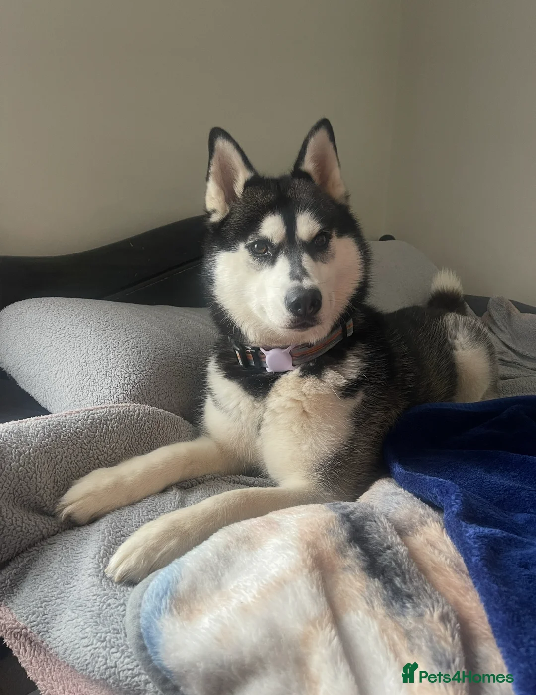 Siberian Husky dogs for sale: Siberian husky female  - Advert 1