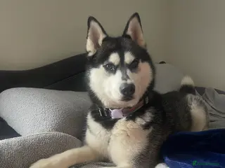 Siberian Husky dogs Siberian husky female - Advert 5