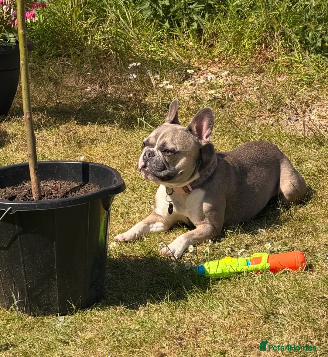French Bulldog dogs for sale: Dottie in Bungay - Advert 3