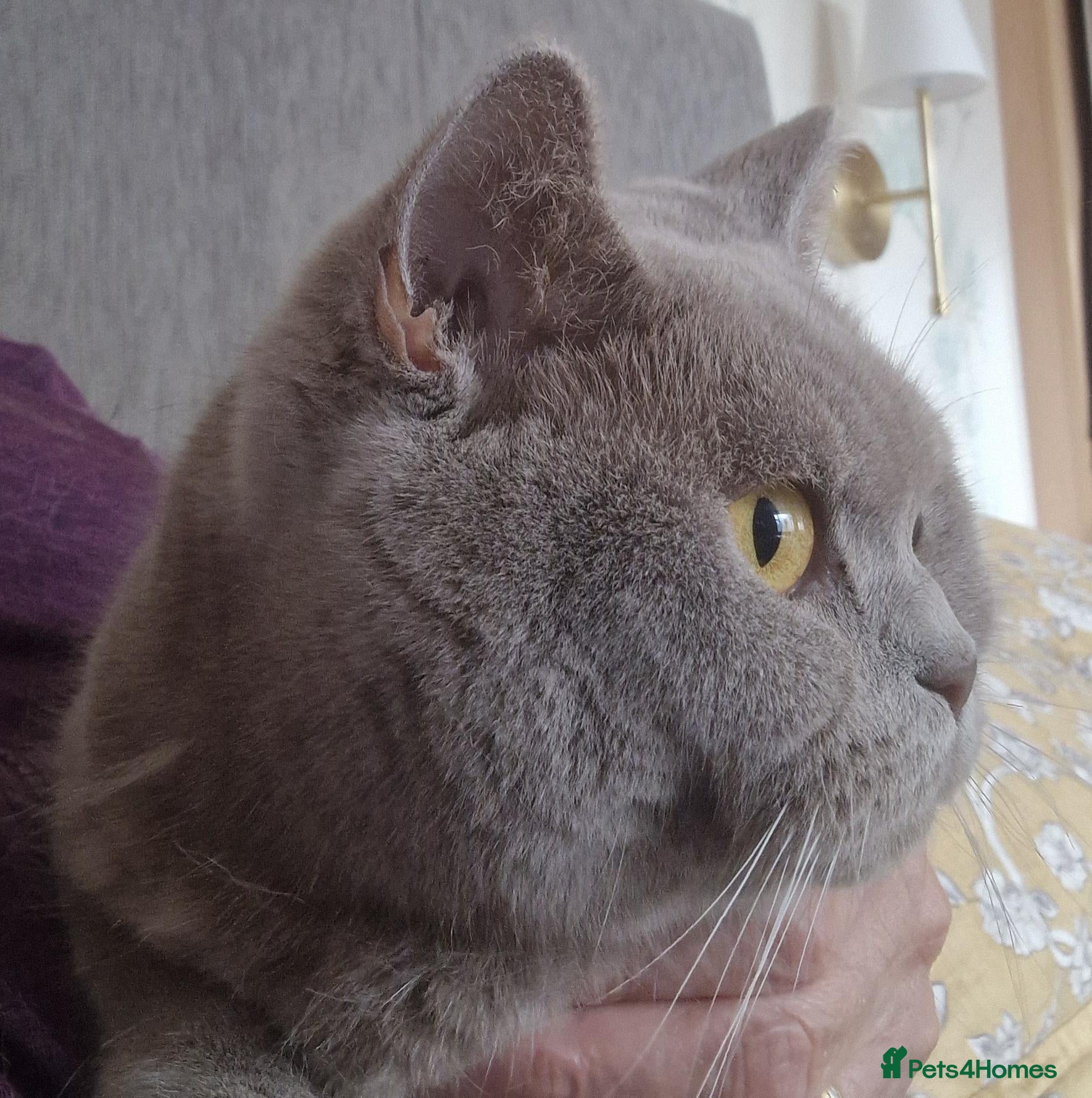 British Shorthair cats Gorgeous lilac british shorthaired girl  - Advert 13