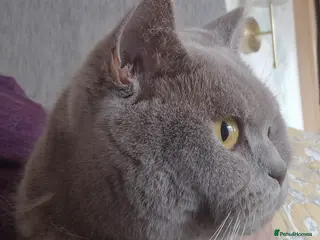 British Shorthair cats Gorgeous lilac british shorthaired girl - Advert 13