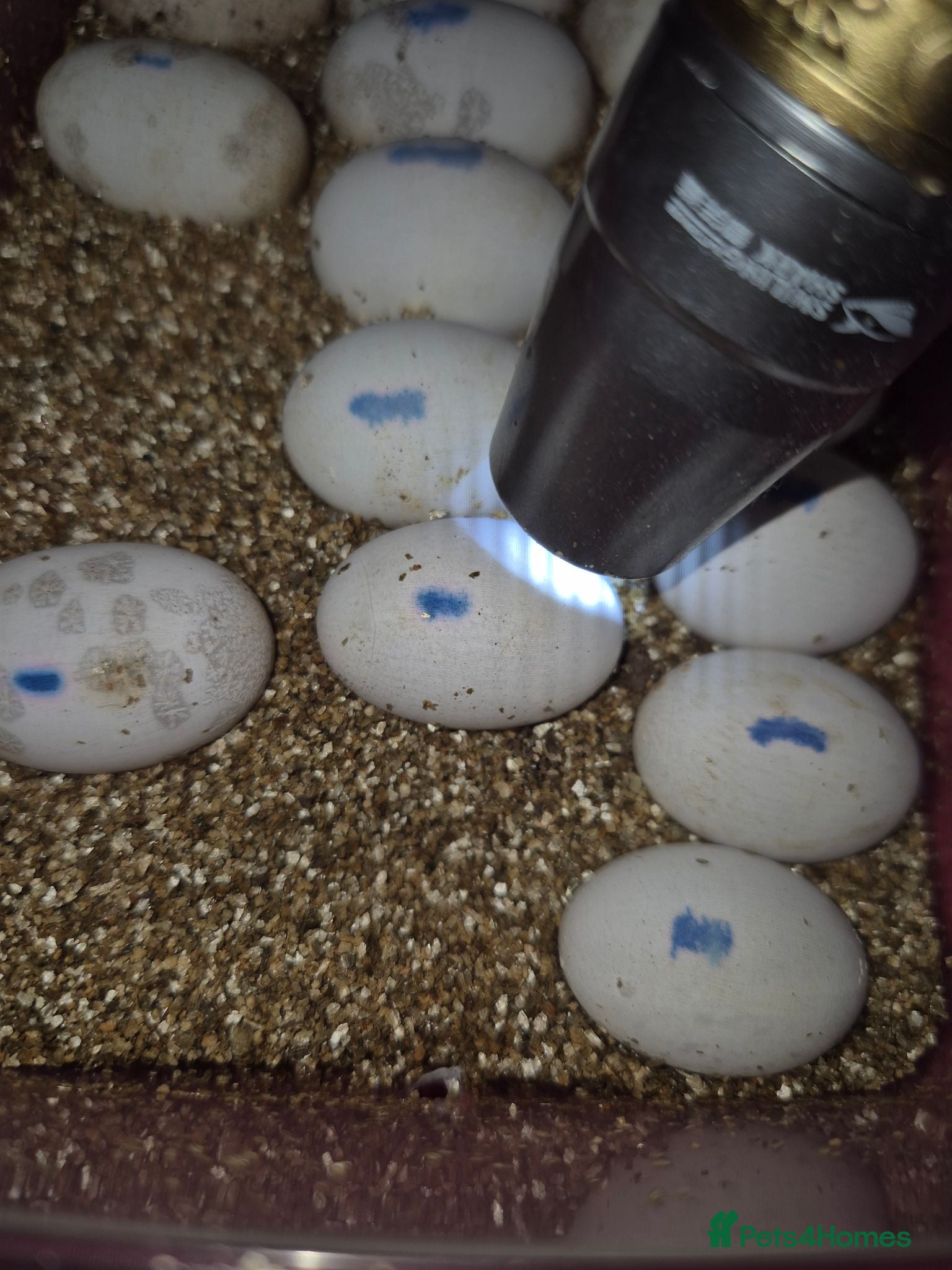 Bearded Dragon reptiles WhiteHypo x red translucent eggs 45days incubated  - Advert 1