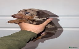 Miniature Dachshund dogs for sale: Miniature dachshund puppy’s  - Image 8