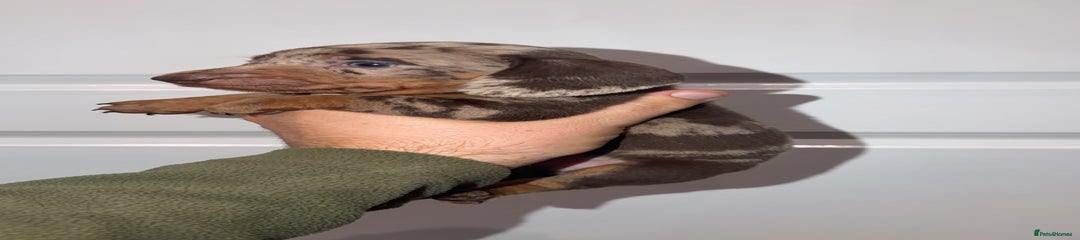 Miniature Dachshund Puppy 6