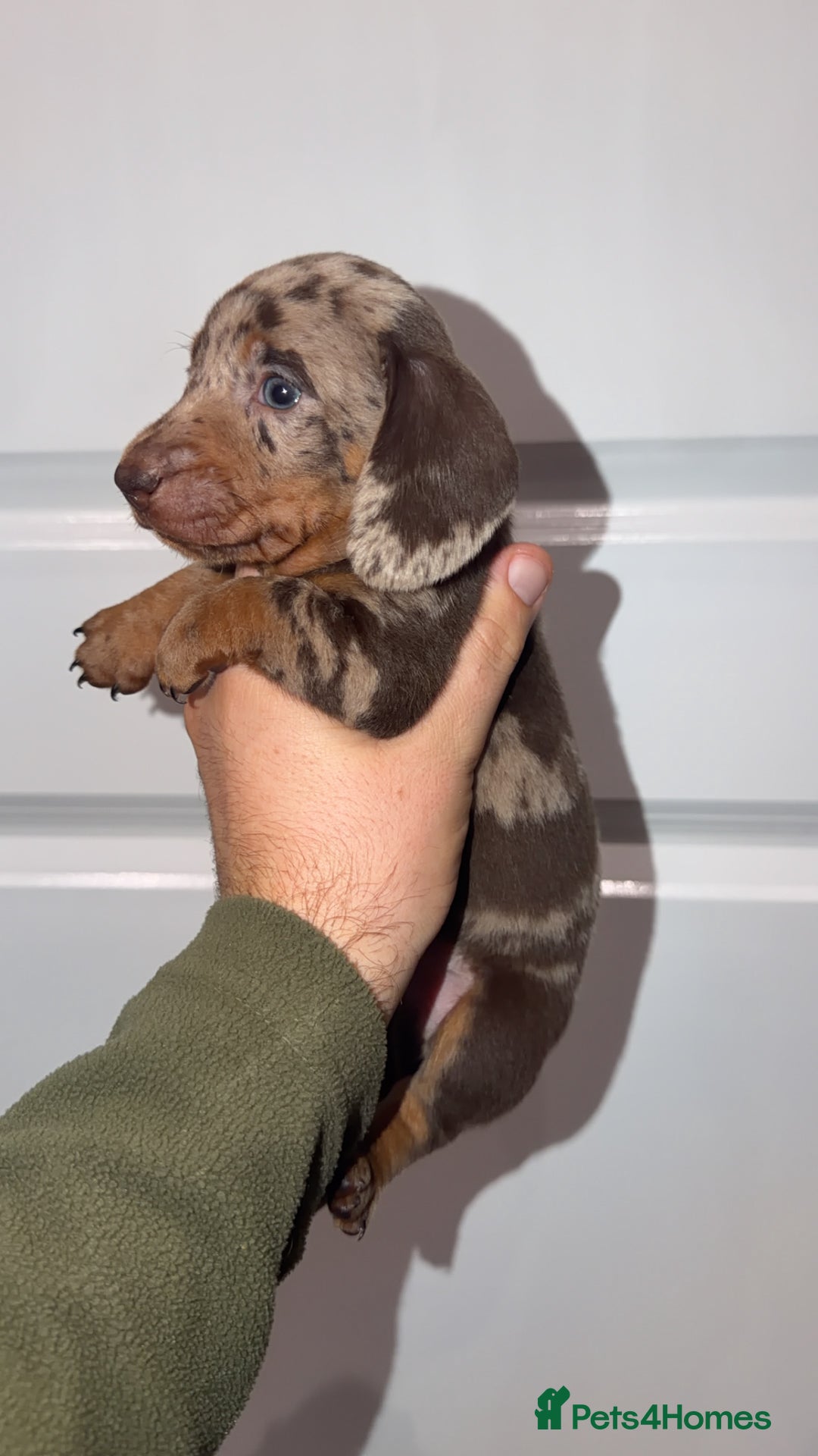 Miniature Dachshund dogs for sale: Miniature dachshund puppy’s  - Image 8