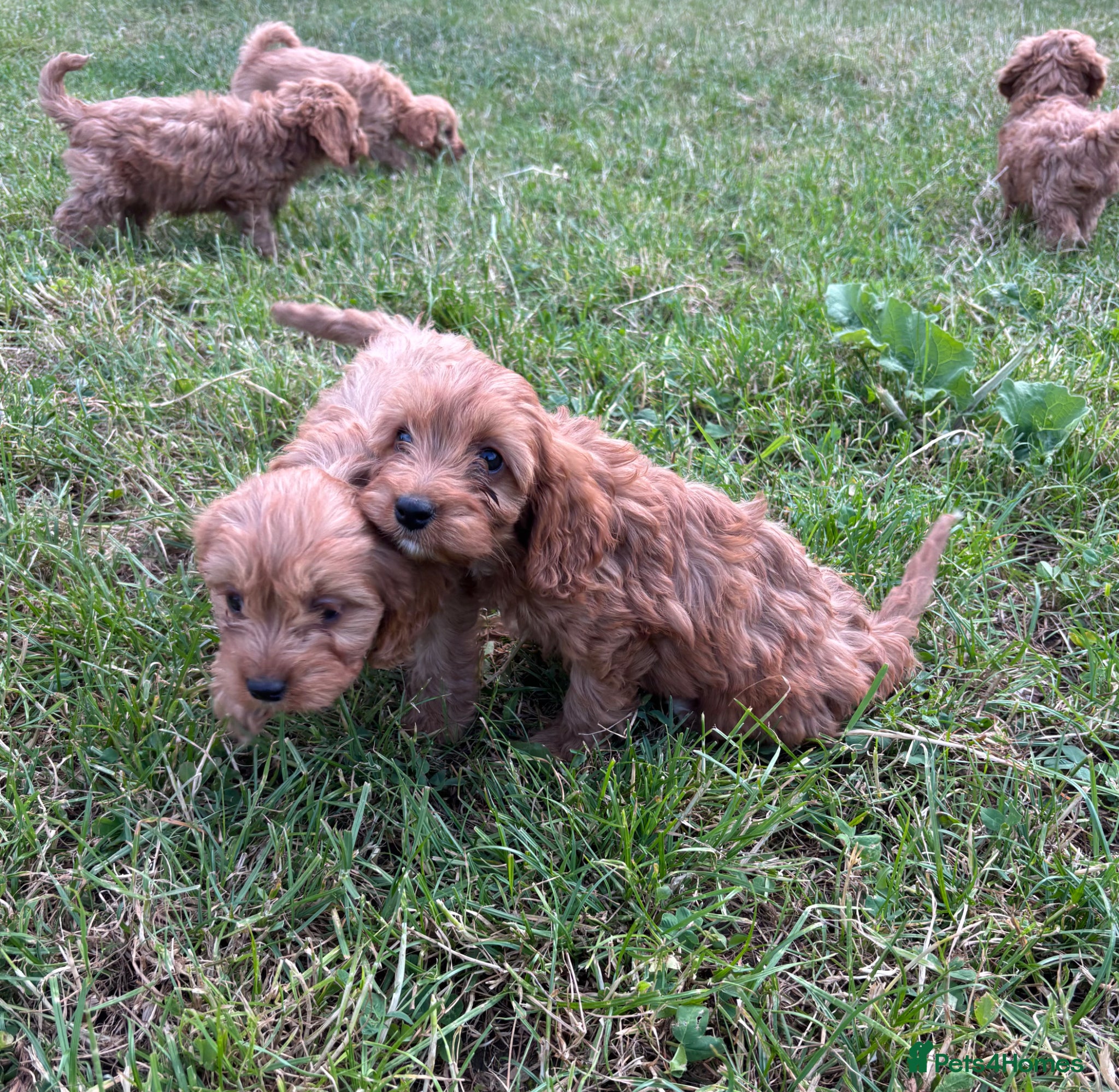 Cavapoo dogs for sale: Beautiful red girls and boys available  in Sittingbourne - Advert 12