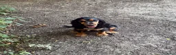 Cocker Spaniel dogs for sale: Mavis is needing a new home in Barnsley - Advert 2