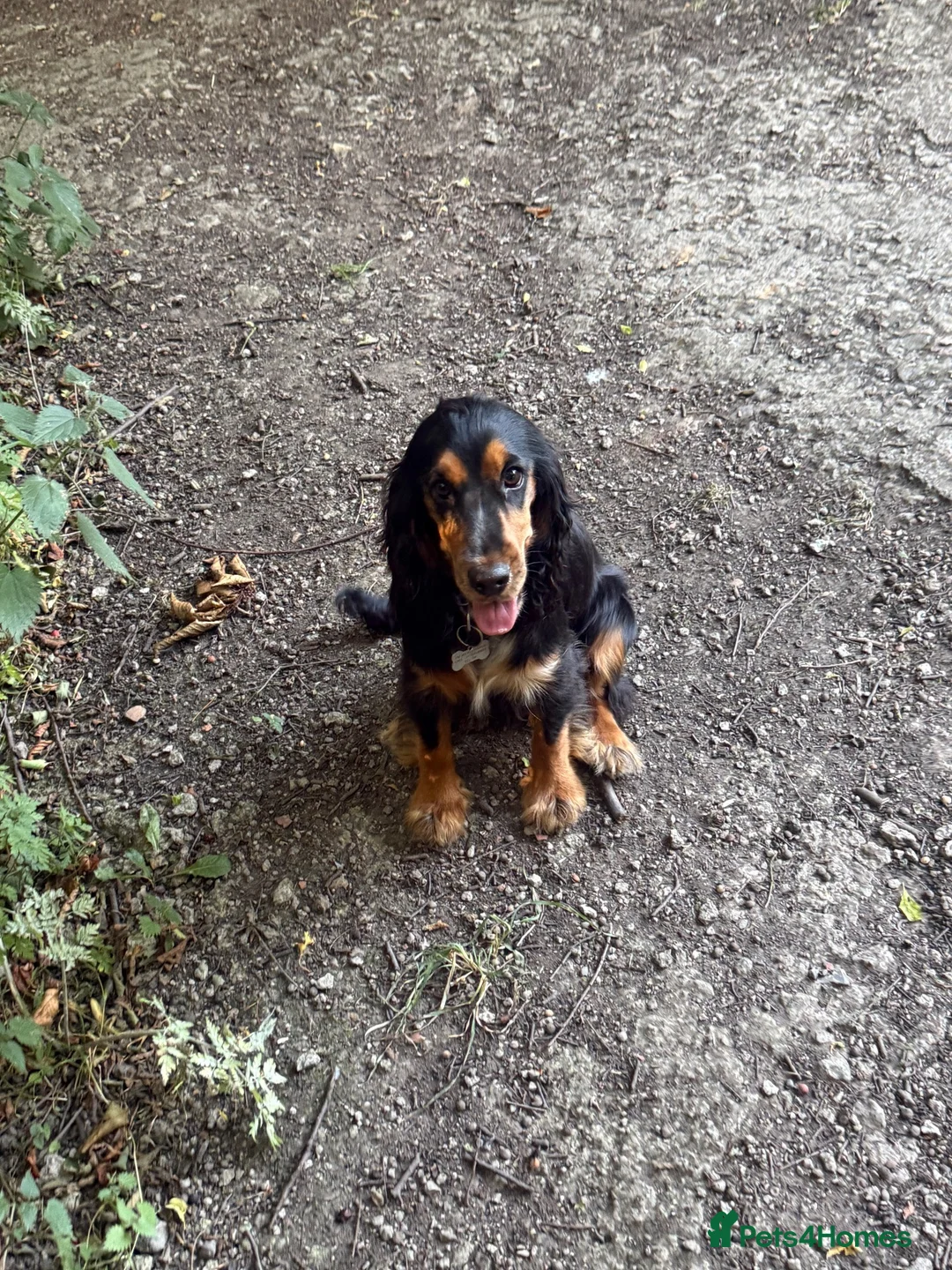 Cocker Spaniel dogs for sale: Mavis is needing a new home in Barnsley - Advert 2