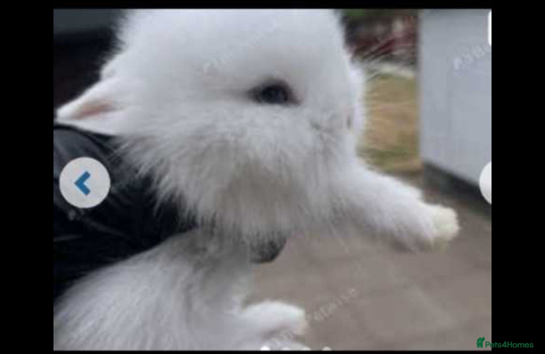 Lionhead rabbits for sale: 6 baby bunnies ready to leave  - Advert 2
