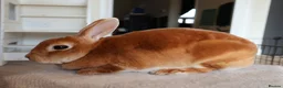 Rex rabbits for sale: Orange Doe ”Poppy”  - Advert 3