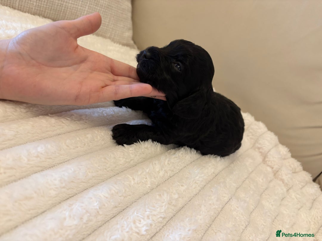 Cockapoo dogs for sale: Cockapoo litter  - Advert 20