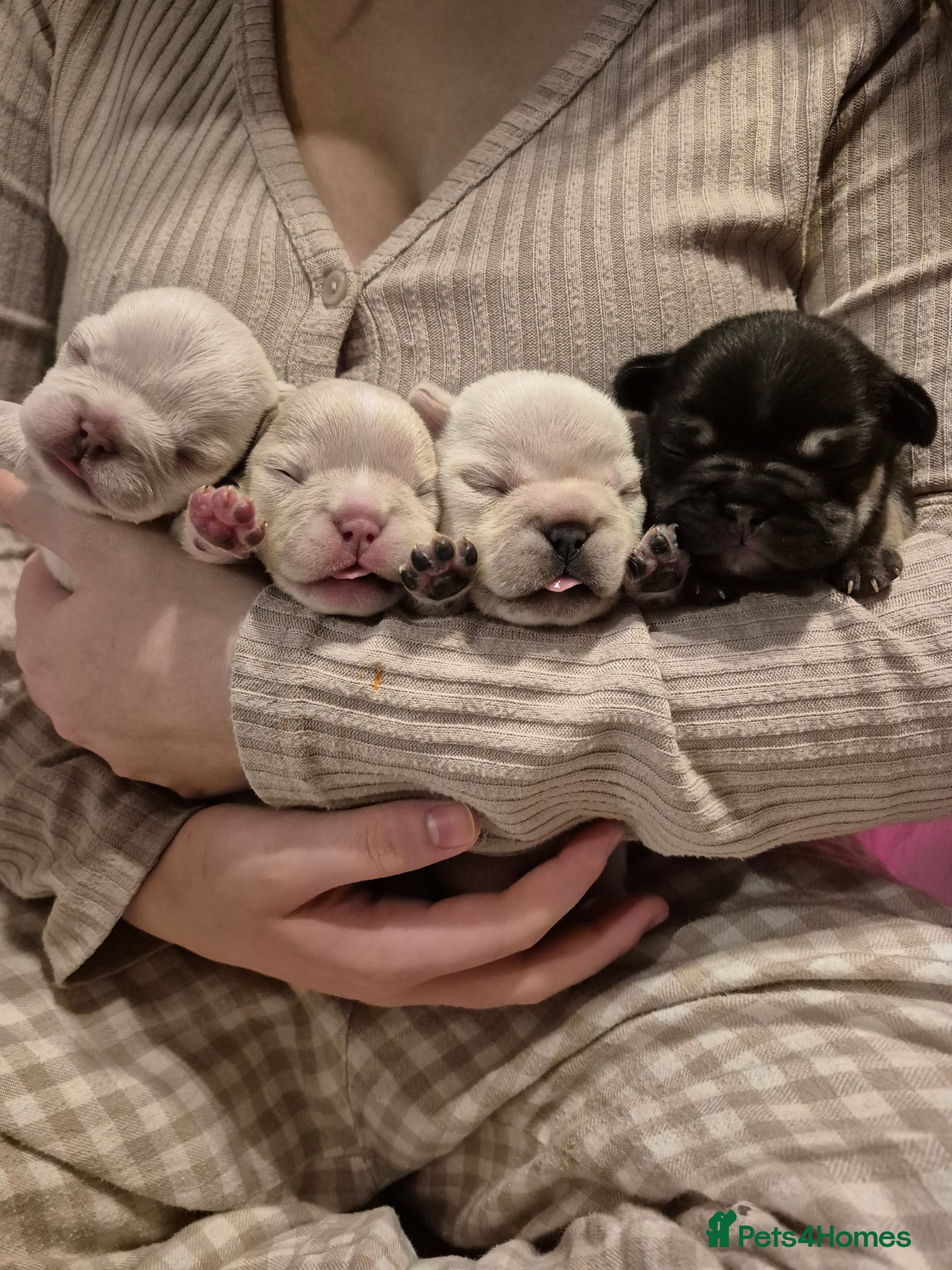 French Bulldog dogs Beautiful DWKC French Bulldogs pups - Advert 4