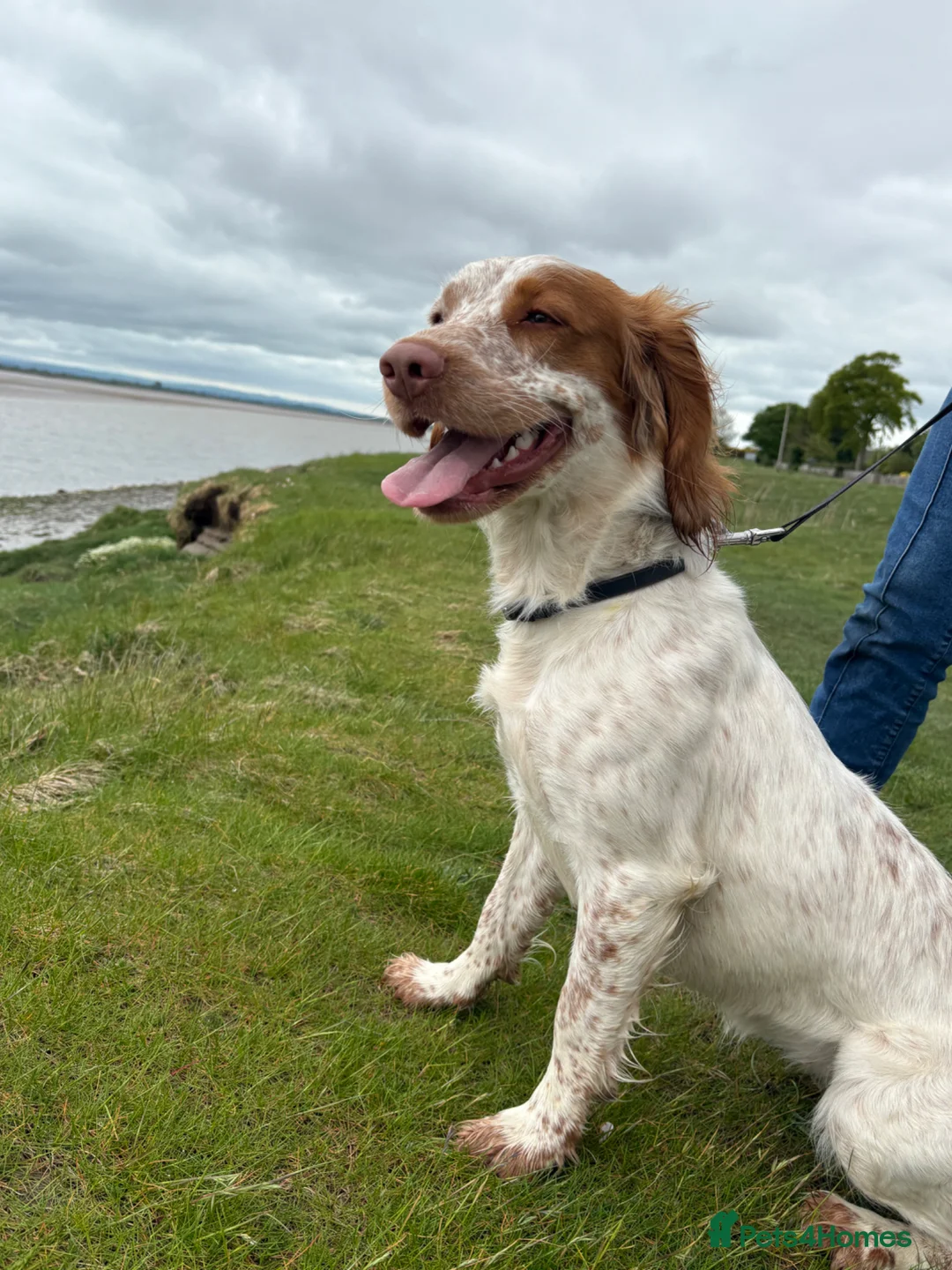 Sprocker dogs for sale: Honey – Sprocker Spaniel for Sale in Wigton - Advert 2
