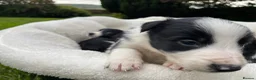 Border Collie dogs for sale: Beautiful Border Collie Puppies in Grassington - Advert 6