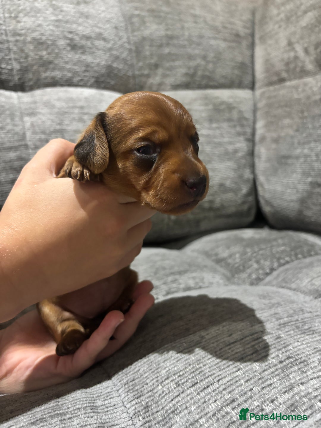 Miniature Dachshund dogs for sale: Beautiful Miniature Dachshund Puppies - Image 8