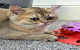 British Longhair cats for sale: ✨ Three adorable British Short/longhair kittens  - Image 28