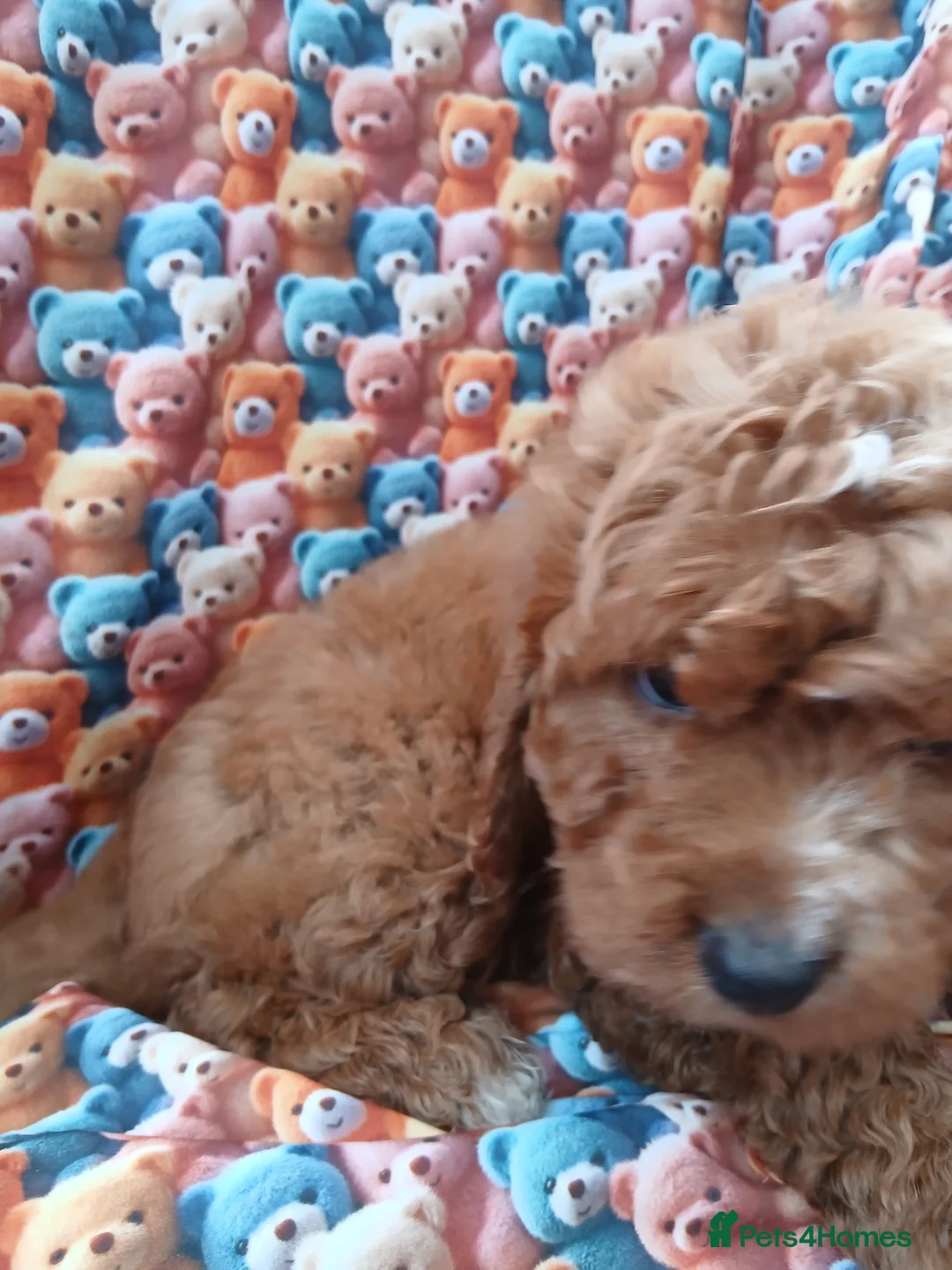 Cockapoo dogs for sale: Cockapoo Puppies PRA Clear - Advert 2