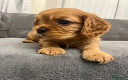 Cavalier King Charles Spaniel dogs for sale: Stunning Cavalier King Charles Spaniels - Image 14