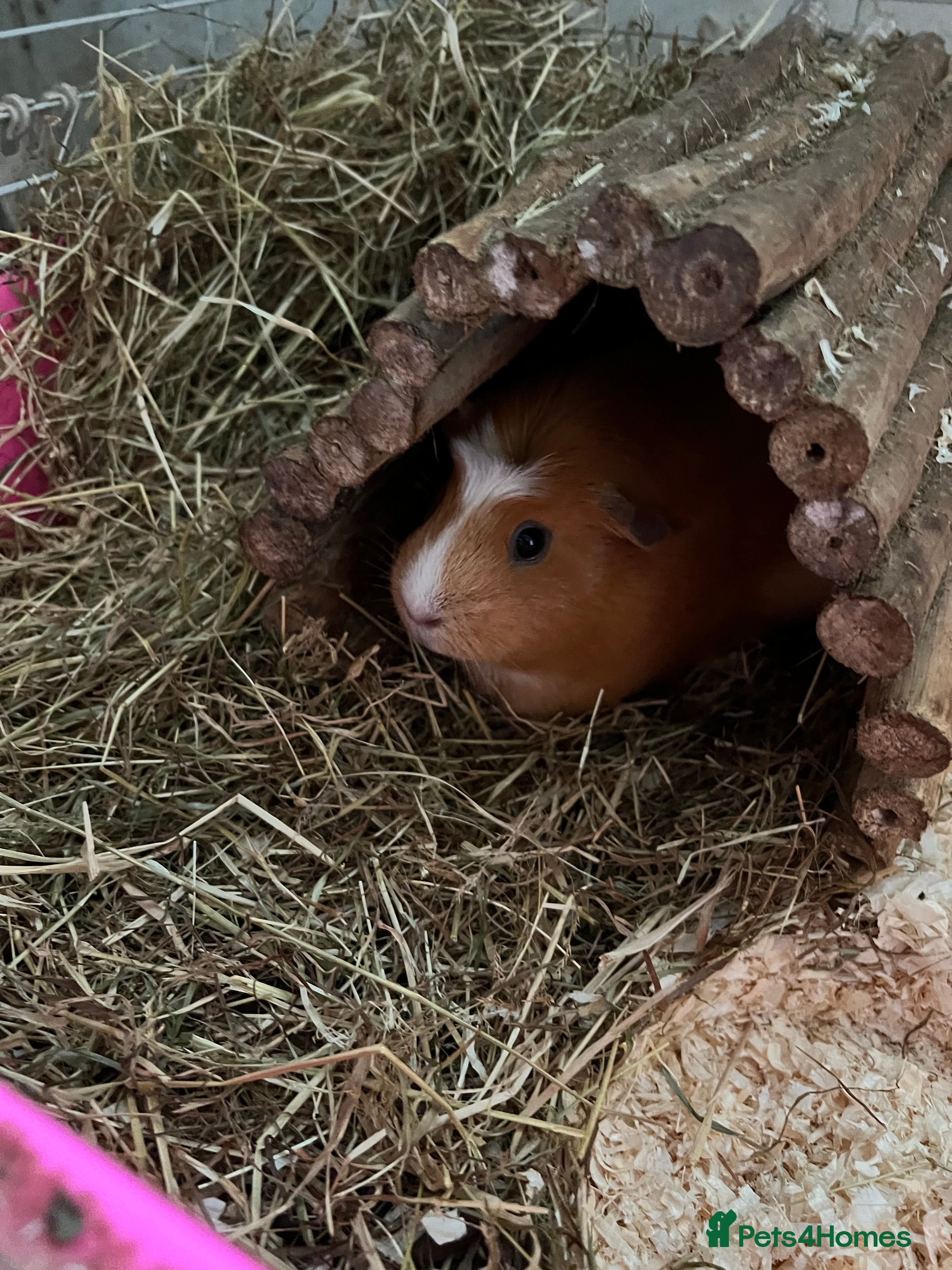 Guinea Pig rodents Guinea pigs with set up  - Advert 9
