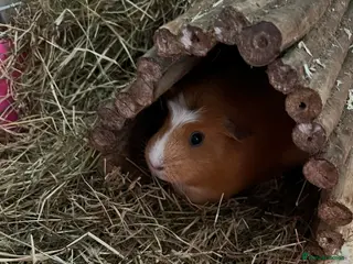 Guinea Pig rodents Guinea pigs with set up - Advert 9