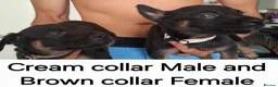 Belgian Shepherd Dog dogs for sale: Mechelse Herder Puppies For Sale - Advert 3