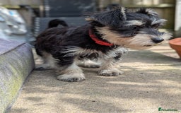 Miniature Schnauzer dogs for sale: Kc mini schnauzer pups for sale  - Image 12