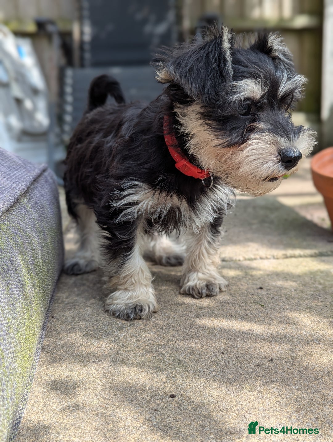 Miniature Schnauzer dogs for sale: Kc mini schnauzer pups for sale  - Image 12