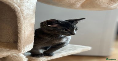 Oriental cats - Advert 1