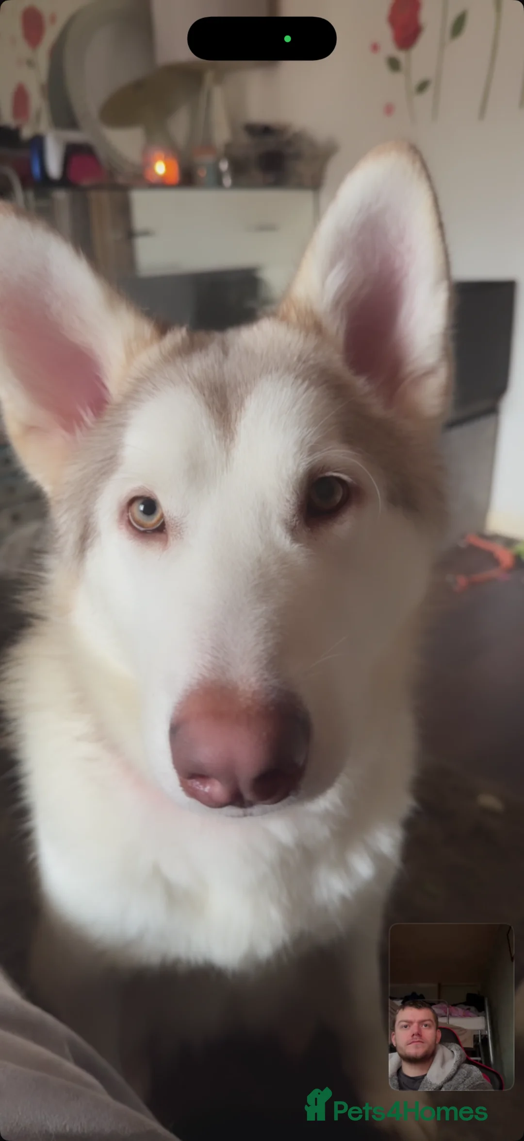 Alaskan Malamute dogs for sale: Alaskan malamute sisters (9 months old ) in Chelmsford - Advert 2