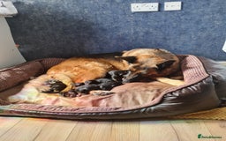 German Shepherd dogs for sale: German Shepherd pups - Image 6