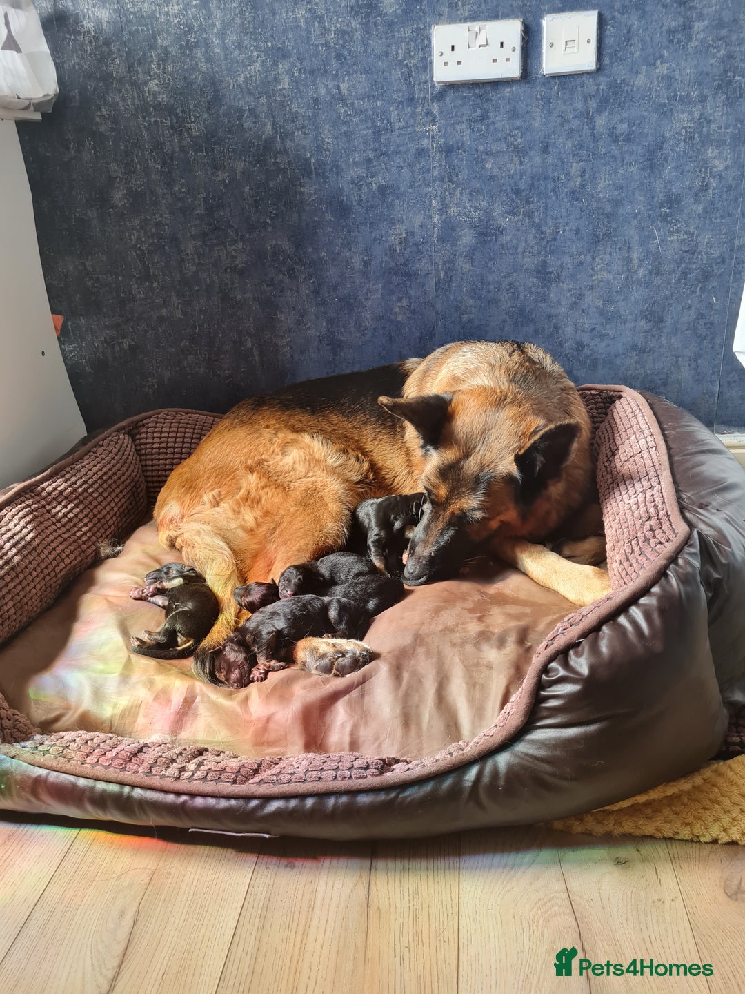 German Shepherd dogs for sale: German Shepherd pups - Image 6