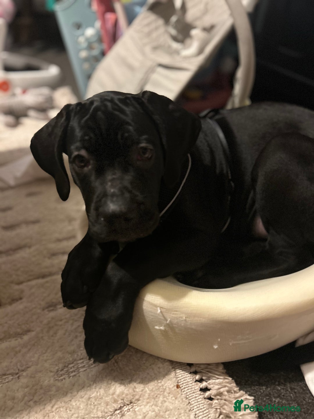 Cane Corso dogs for sale: 3 months old puppy for sale  - Advert 1