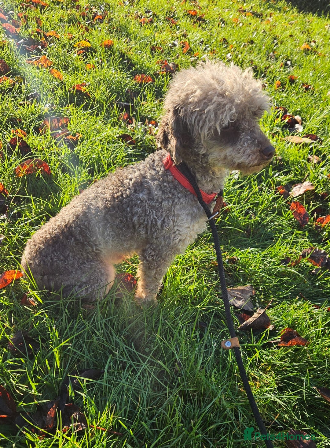 Toy Poodle dogs for sale: Toy Poodle chocolate Phantom - Advert 2