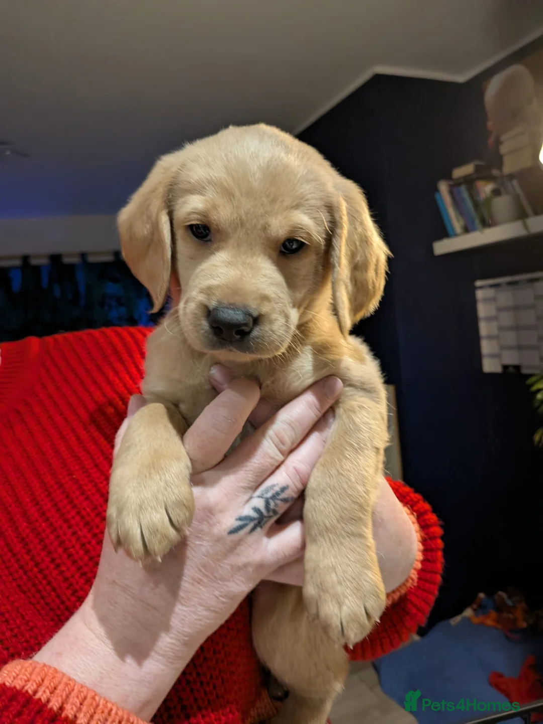 Labrador Retriever dogs for stud: Dark Fox Red Labrador For Stud in Leeds - Advert 13