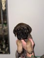 Cane Corso Puppy dark green