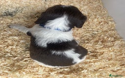 English Springer Spaniel dogs for sale: Working English springer spaniel puppies  - Image 19