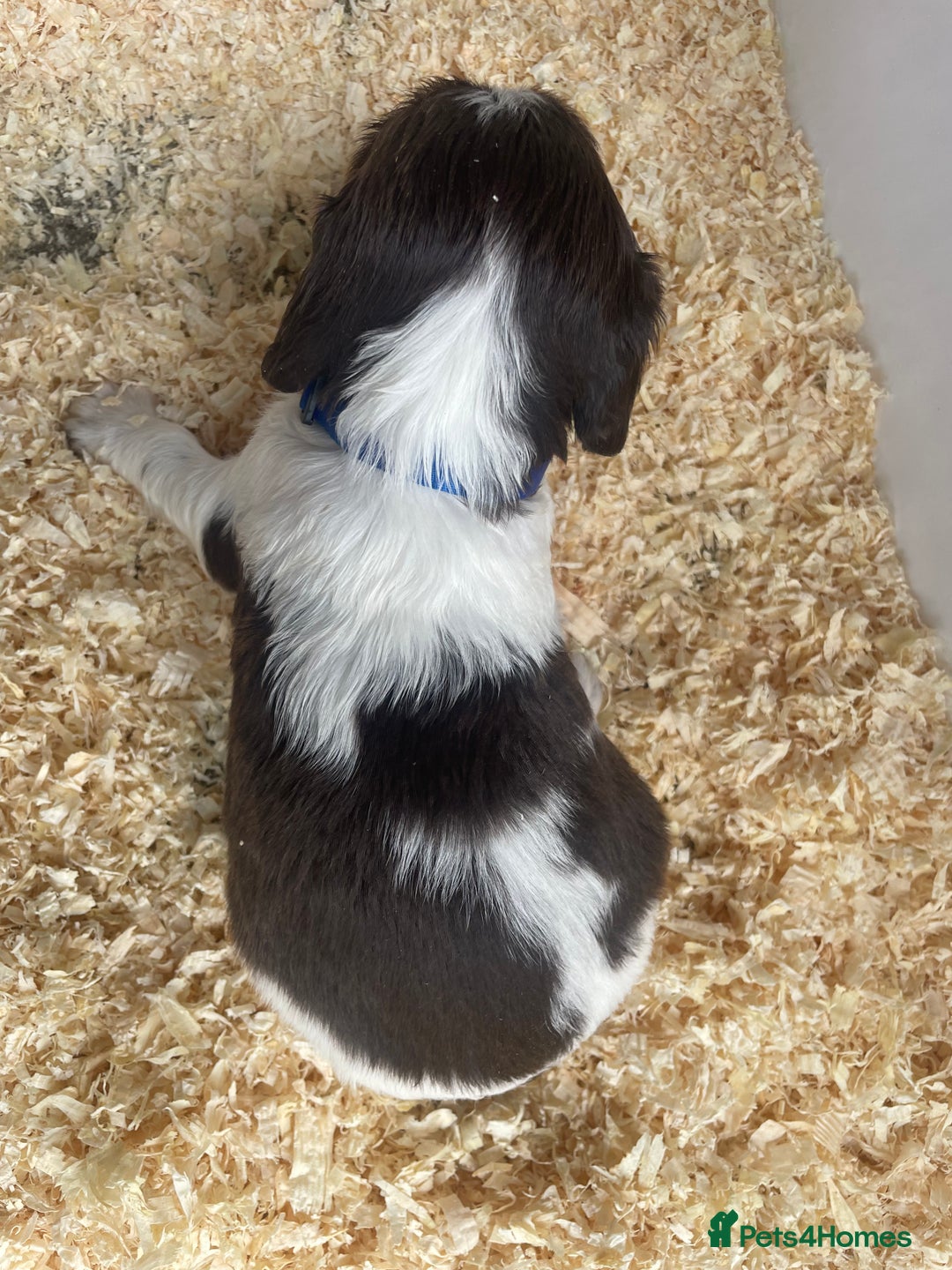 English Springer Spaniel dogs for sale: Working English springer spaniel puppies  - Image 19