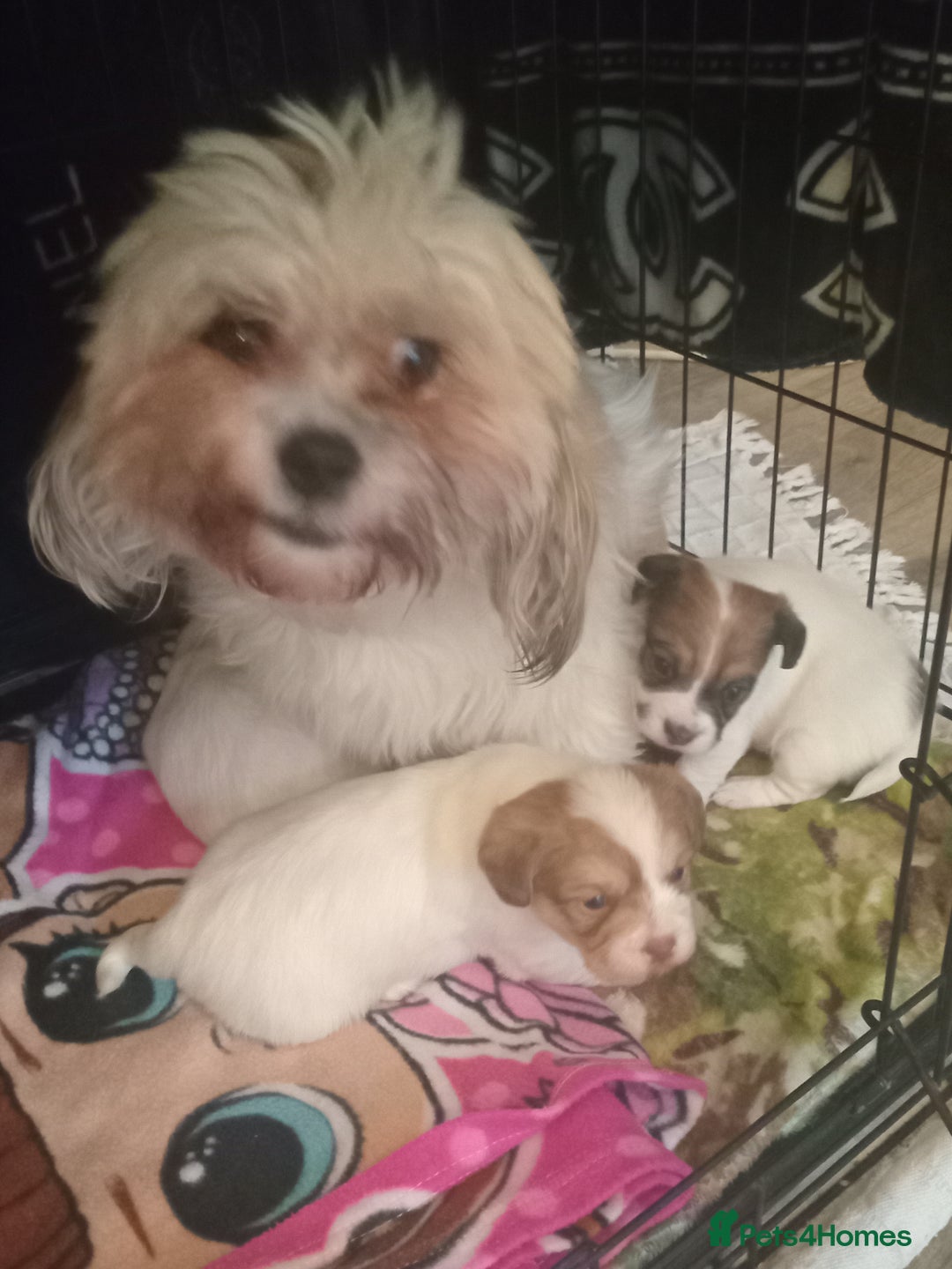 Mixed Breed dogs for sale: Puppies  - Image 8