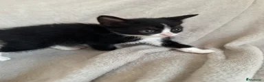 Mixed Breed 4