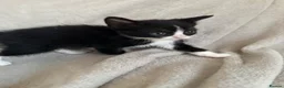 Mixed Breed cats for sale: 5 kittens for sale  in Southend-on-Sea - Advert 5