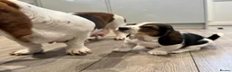 Basset Hound dogs for sale: One Beautiful Basset Hound Pup (Bertha) remaining. - Advert 26