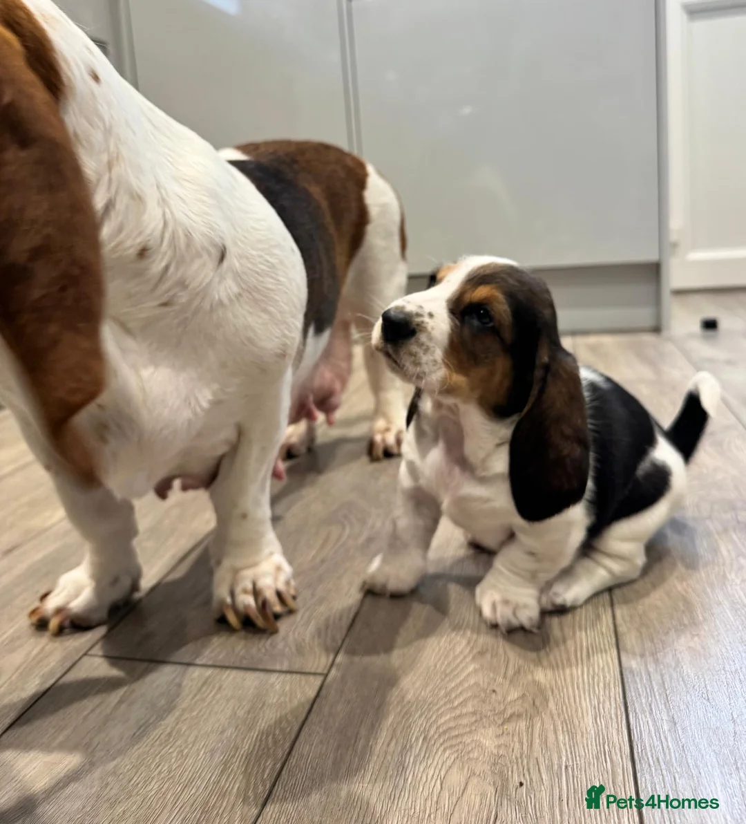 Basset Hound dogs for sale: One Beautiful Basset Hound Pup (Bertha) remaining. - Advert 26