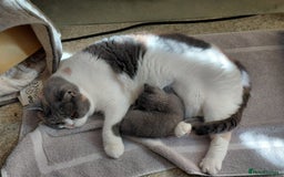 British Shorthair cats for sale: Blue Pedigree BSH Male Singleton - Image 5
