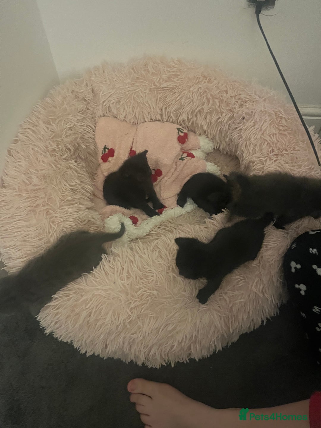 British Shorthair cats for sale: Siamese/BSH kittens - Image 5