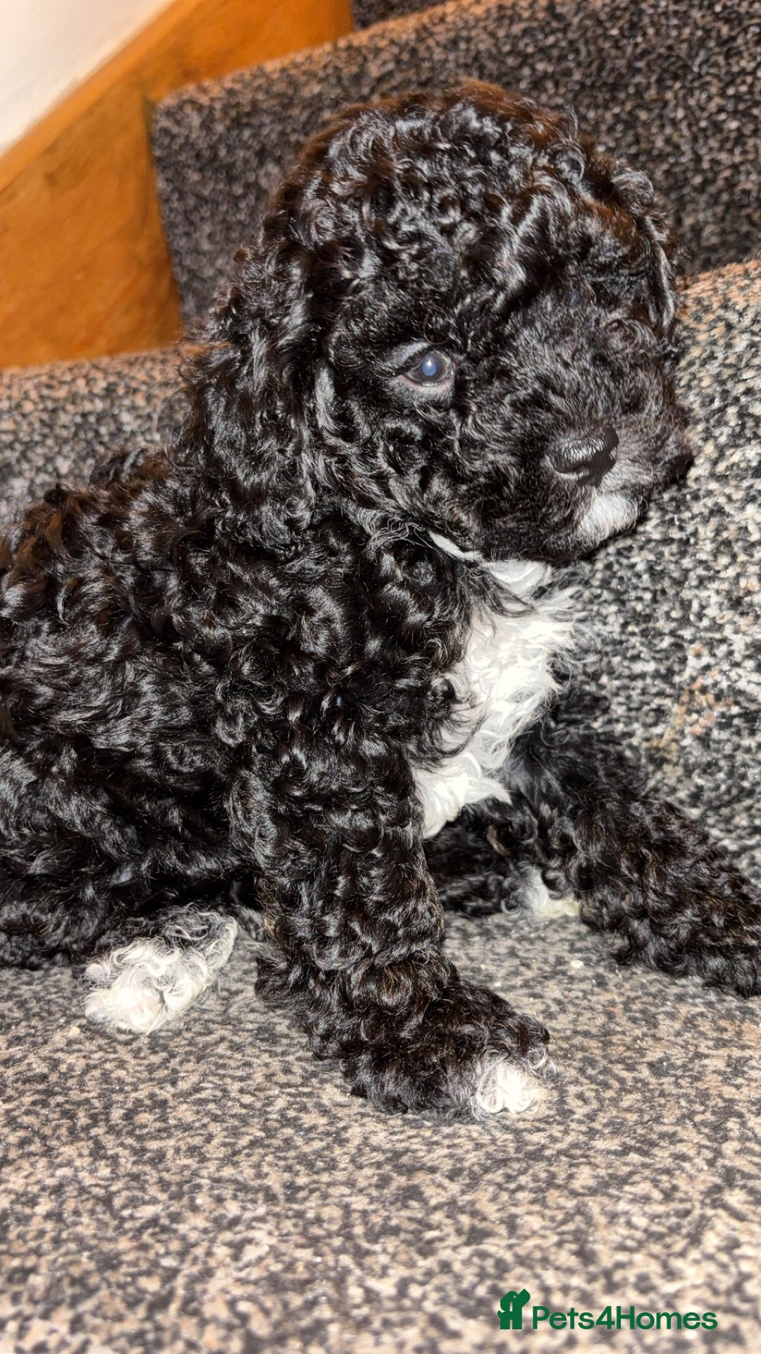 Cavapoo dogs for sale:  Cavapoo puppies  - Advert 12