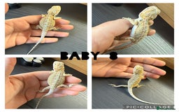 Bearded Dragon reptiles for sale: Bearded dragon babies - Image 1