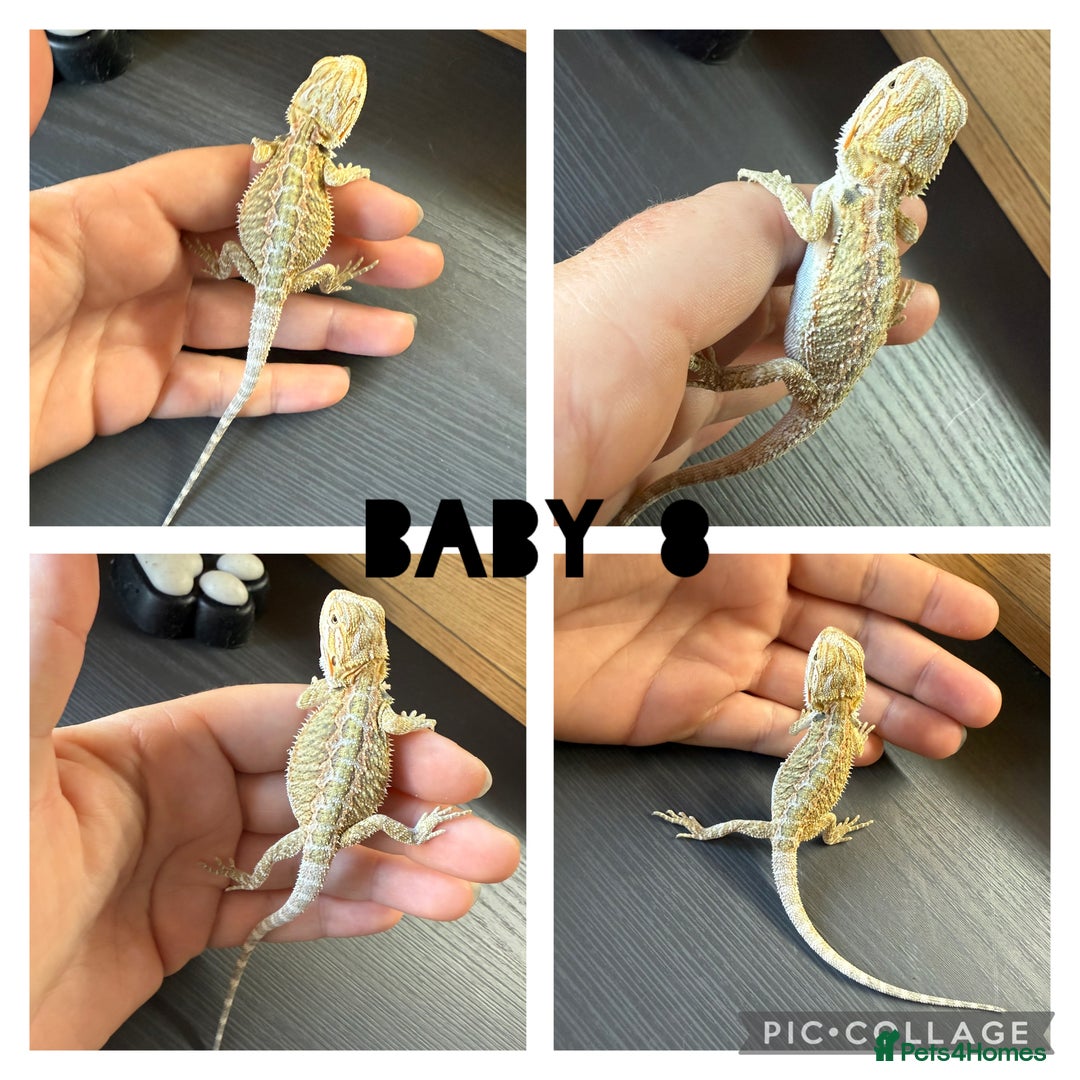 Bearded Dragon reptiles for sale: Bearded dragon babies - Image 1