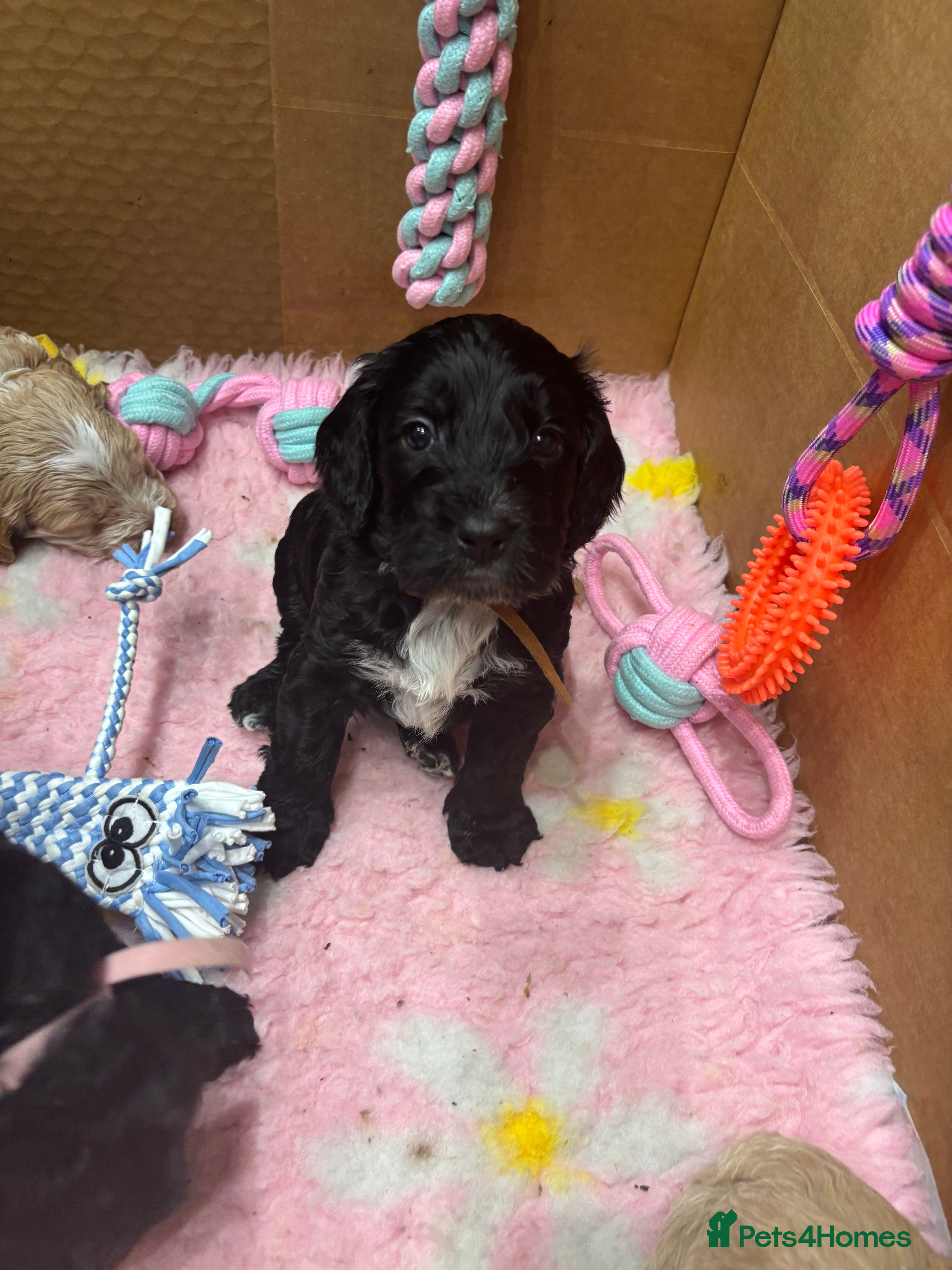 Cockapoo dogs Cockapoo puppies - Advert 2