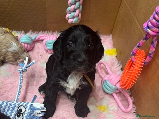 Cockapoo dogs Cockapoo puppies - Advert 3