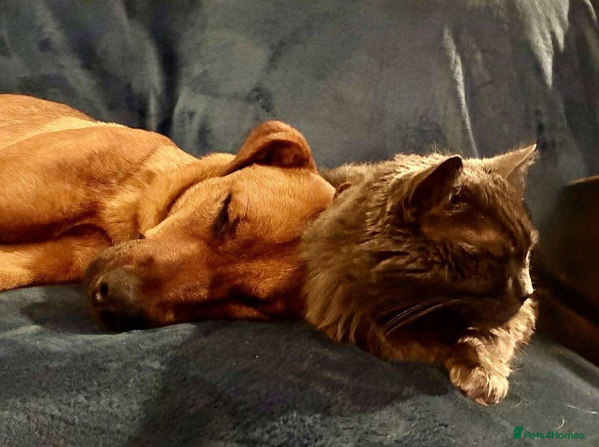 Mixed Breed dogs Sasha with a zest for life  - Advert 1